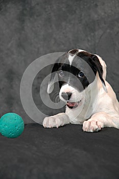 Young mixed breed dalmatian munsterlander  dog