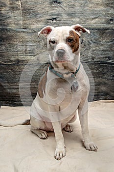 Pit Bull Puppy Dog Studio Shot