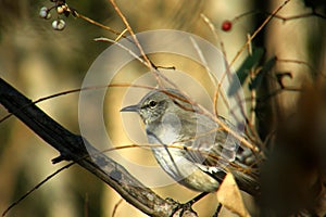 Young Mocking bird