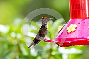 Young, molting hummingbird sipping nectar out of a feeder with his tongue out