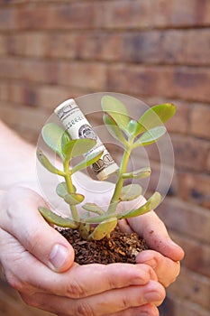 Young money tree in hands