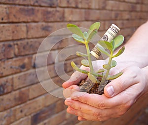 Young money tree in hands with money leaf