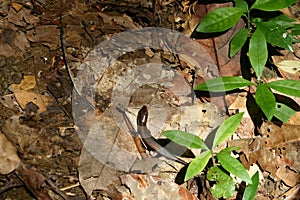 A young monitor lizard - Pulau Tiga