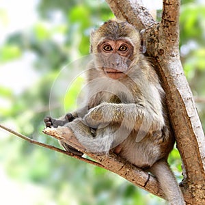 Mladý opice 