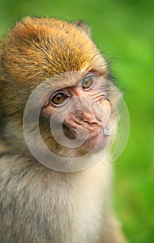 Young Monkey photo