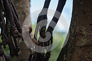 Young monkey climb the tree