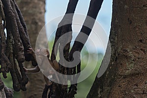 Young monkey climb the tree