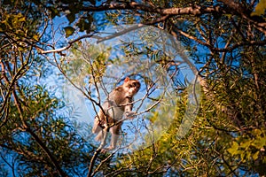 Young monkey climbing on a tree, Lion Rock, country park in Hong Kong