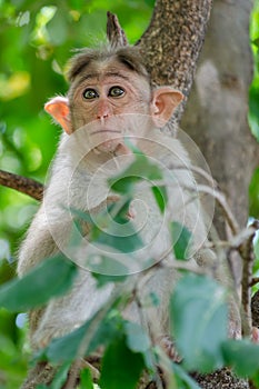 Young monkey in deep thoughts
