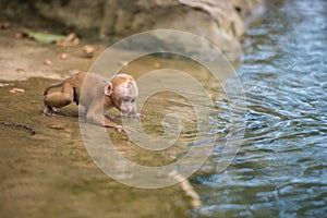 Young monkey drink water