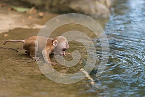 Young monkey drink water