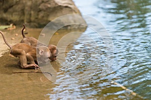 Young monkey drink water