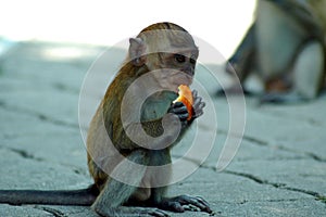 Young monkey eating