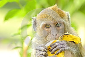 Young monkey eating banana