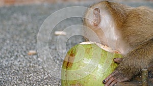 Young monkey eating coconut