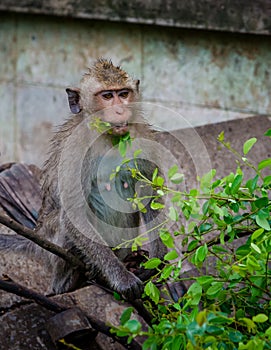 Young monkey eating green leaf