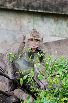 Young monkey eating leaf