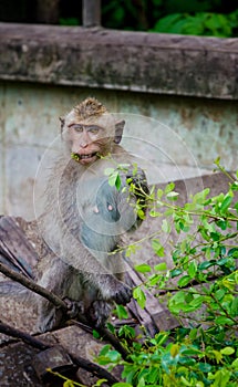 Young monkey eating leaf