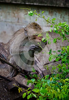 Young monkey eating leaf