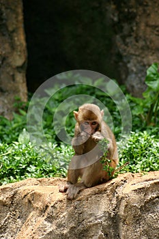 Young monkey eating plant