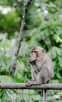 Young monkey eating