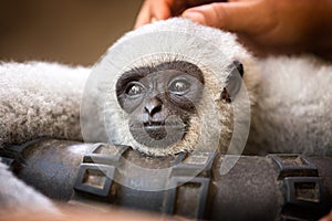 Young monkey enjoys pampering