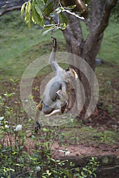 A young monkey hanging on a tree in forest