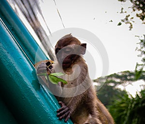 Young monkey investigating its food