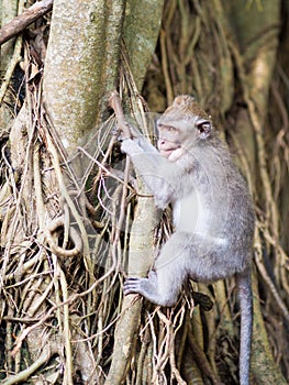 Young monkey learning to climb