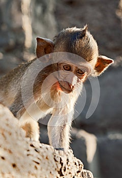 Young Monkey Looking Down