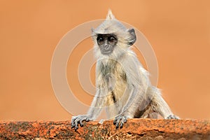 Young monkey on the orange wall. Wildlife of Sri Lanka. Common Langur, Semnopithecus entellus, monkey on the orange brick building