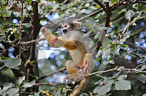 Young monkey playing
