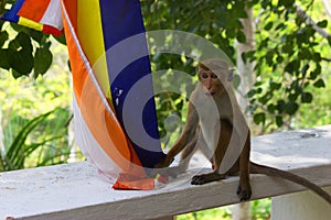 Young monkey playing with buddist flag