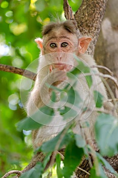 Young monkey in deep thoughts