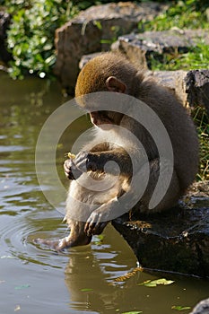 Young monkey sitting by a pond