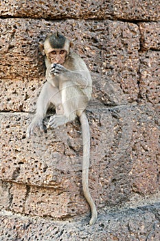 Young Monkey Sitting on Wall