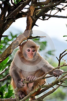 Young Monkey on the tree