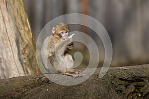 Young monkey on tree trunk in natural setting.