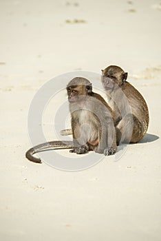 Young monkeys and robbers sitting on the sand at monkey beach on Phi Phi