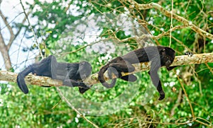 Young monkeys on a tree in the jungle by Tikal - Guatemala