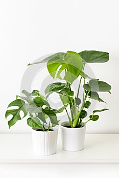 Young Monstera deliciosa and Monstera minima plants in white ceramic pots on white shelf against white wall. Exotic house plants.