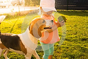 Young 12-18 months caucasian baby girl playing with beagle dog in garden