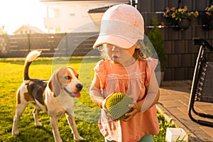 Young 12-18 months caucasian baby girl playing with beagle dog in garden