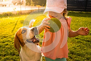 Young 12-18 months caucasian baby girl playing with beagle dog in garden