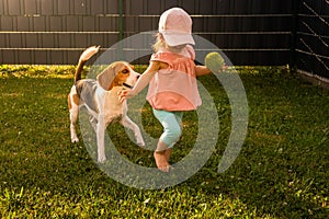 Young 12-18 months caucasian baby girl playing with beagle dog in garden