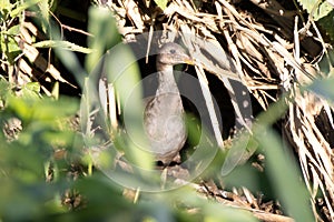 Young moorhen hides