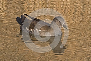 A young moorhen on the Ornamental Pond, on Southampton Common