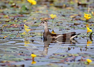 A young moorhen swims surrounded by yellow water flowers. photo