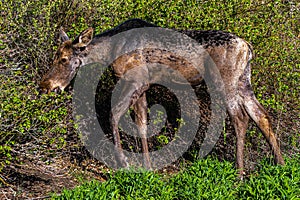 Young Moose Alces alces Feeding