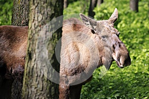 Young cow moose / elk in forrest in the sun